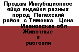 Продам Инкубационное яйцо индейки разных пород. Палехский район, с.Тименка › Цена ­ 80 - Ивановская обл. Животные и растения » Птицы   